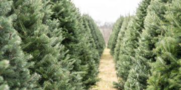 Nie wyrzucaj choinki do lasu