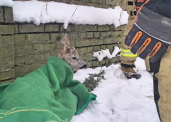 Sarenka mogła zamarznąć. Pomogli mieszkańcy i służby