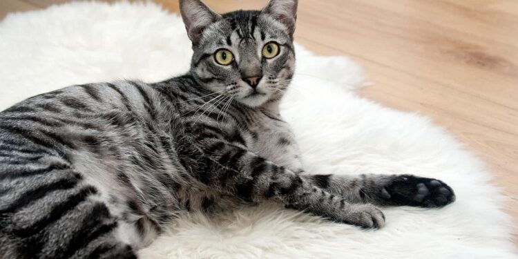 Rosną ceny usług weterynaryjnych i leków dla zwierząt