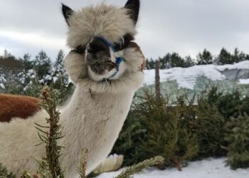 Czekają na choinki jak dzieci na prezenty