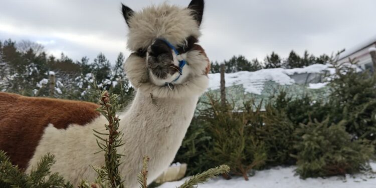 Czekają na choinki jak dzieci na prezenty