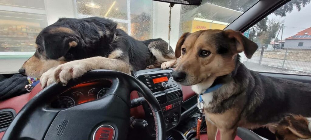 OTOZ Animlas - Inspektorat Gorzów Wlkp. / www.facebook.com