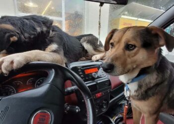 OTOZ Animlas - Inspektorat Gorzów Wlkp. / www.facebook.com