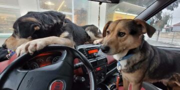 OTOZ Animlas - Inspektorat Gorzów Wlkp. / www.facebook.com