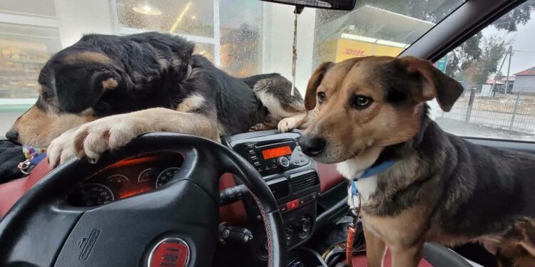 OTOZ Animlas - Inspektorat Gorzów Wlkp. / www.facebook.com