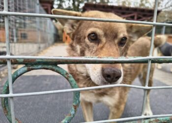 Zespołowo dla dobra zwierząt