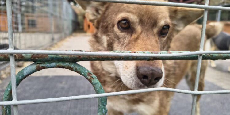 Zespołowo dla dobra zwierząt