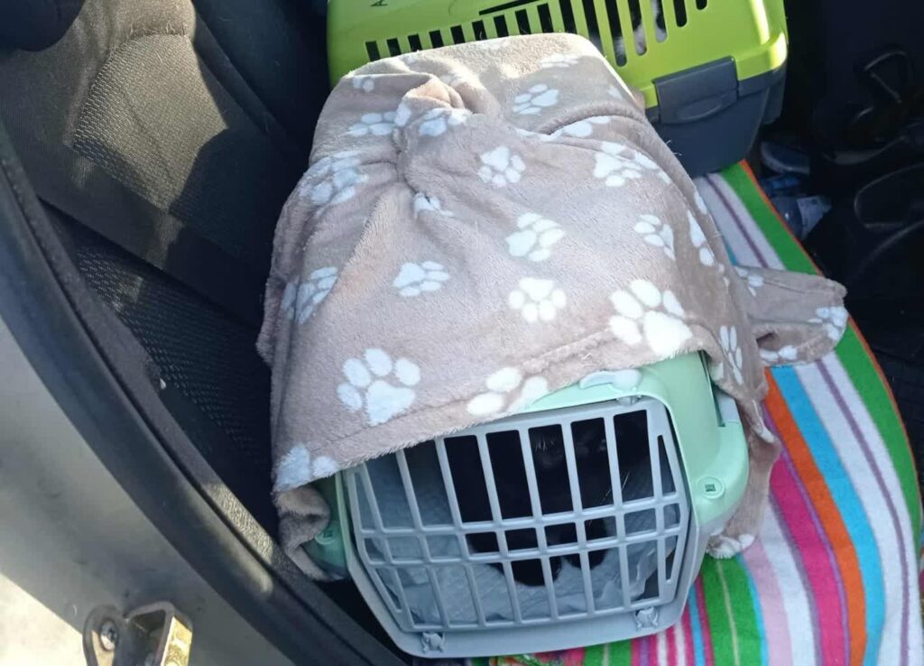 Anakonda Fundacja Obrony Praw Zwierząt