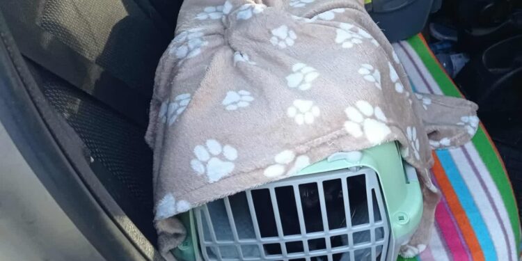 Anakonda Fundacja Obrony Praw Zwierząt