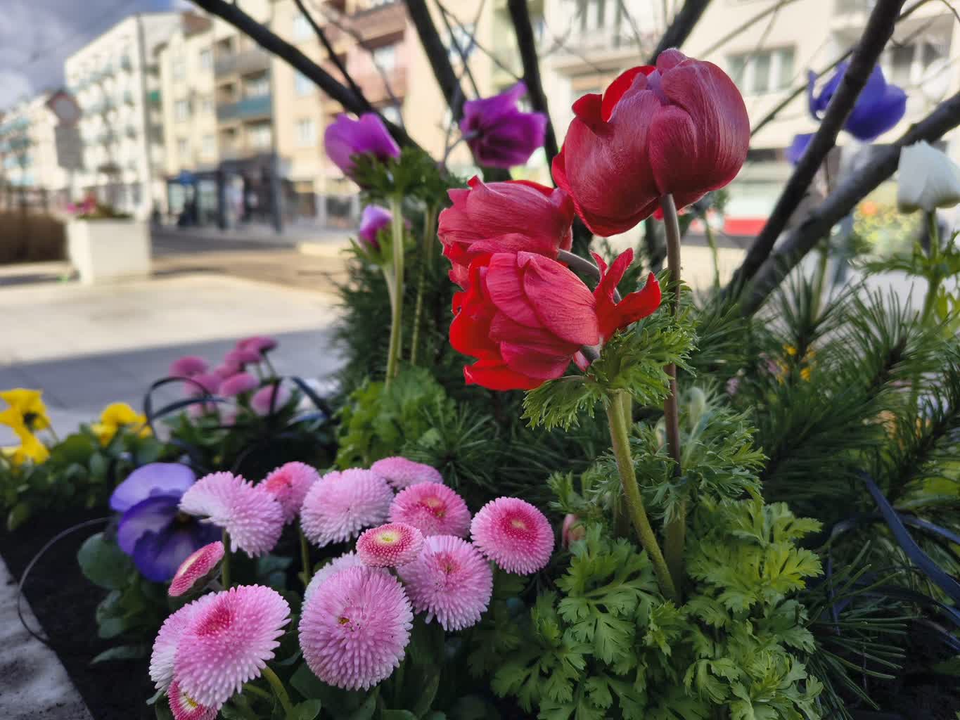 Wiosna dotarła do Gorzowa