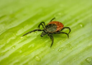 Kleszcze atakują. Kilkadziesiąt przypadków boreliozy w Lubuskiem