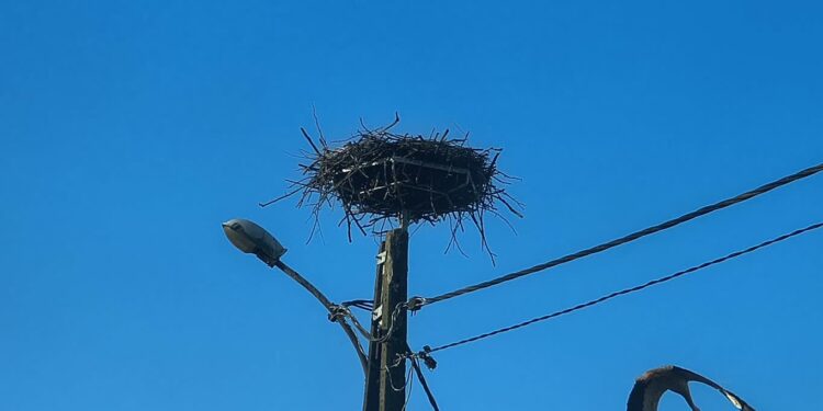 fot. E. Kobelak/Radio Gorzów
