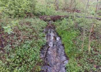 Leśnicy „przyszłość sadzą”