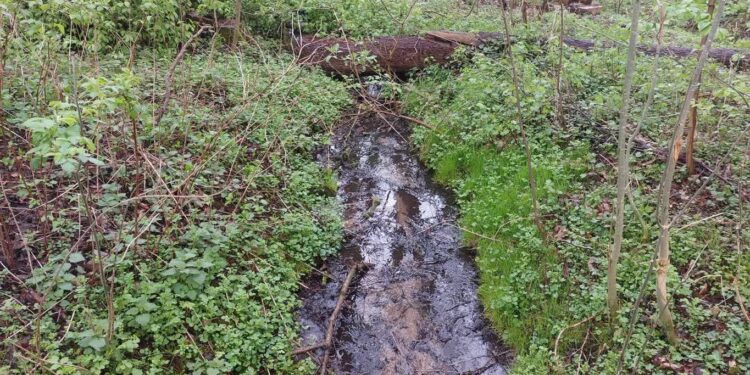 Leśnicy „przyszłość sadzą”