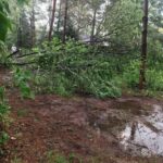 Powalone drzewa na trasie Gościm-Lubiatowo. Fot. Ochotnicza Straż Pożarna W Trzebiczu Nowym/FB