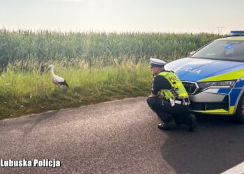 Młody bocian uratowany. Pomogli policjanci