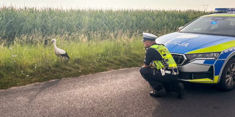 Młody bocian uratowany. Pomogli policjanci
