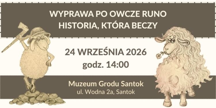 Owce bohaterkami nowej wystawy. Muzeum Grodu Santok zaprasza na „Wyprawę po owcze runo”