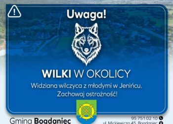 Uwaga na wilki. Gmina Bogdaniec ostrzega