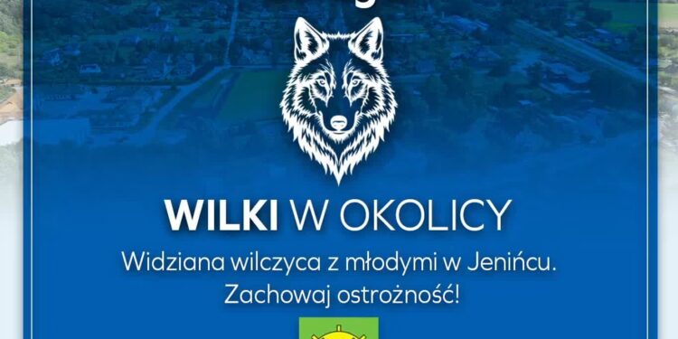 Uwaga na wilki. Gmina Bogdaniec ostrzega
